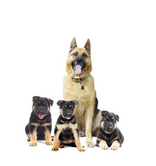 German Shepherd and puppy on a white background isolated