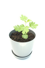 Plant seedlings