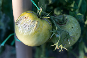 Tomato plant disease
