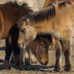 Pferde stecken die Köpfe zusammen