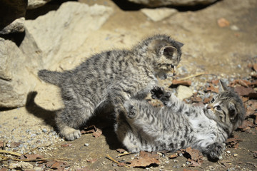Fototapeta premium Wildkatzenjunge spielen