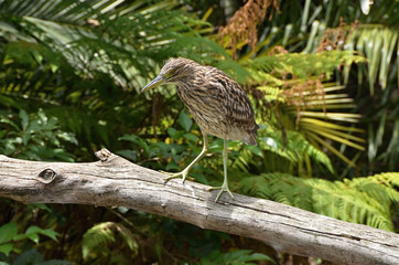 Female Night Heron
Color brown bird resting on the branch