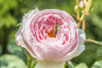 Nahaufnahme von roten Rosen im Garten mit einer Biene auf der Blühte