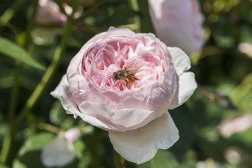 Nahaufnahme von roten Rosen im Garten mit einer Biene auf der Blühte