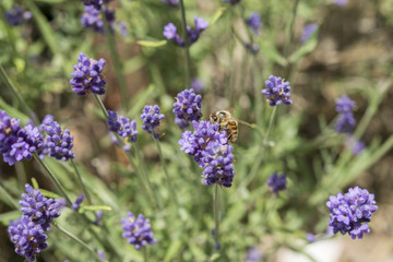 Nahaufnahme einer Biene auf blühendem Lavendel