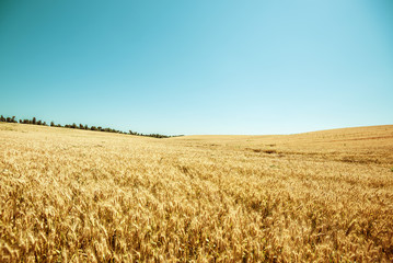Field of ripe wheat