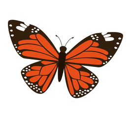 Beautiful and colorful butterfly isolated icon design