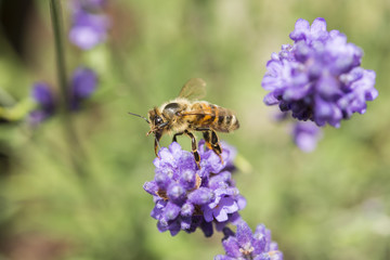 Nahaufnahme einer Biene auf blühendem Lavendel
