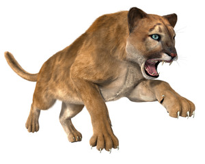 3d CG illustration of a hunting puma isolated