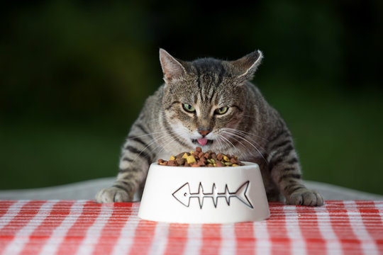 Kitten Eating Cat Food,cat Dinner At The Table