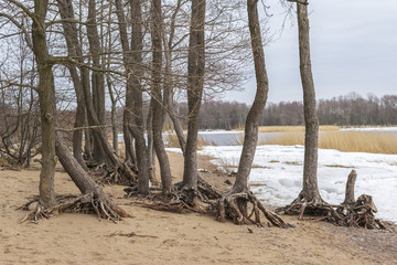 Snow-covered beach on the Gulf of Finland near St. Petersburg