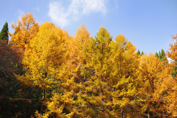 Fototapeta premium 黄葉と青空