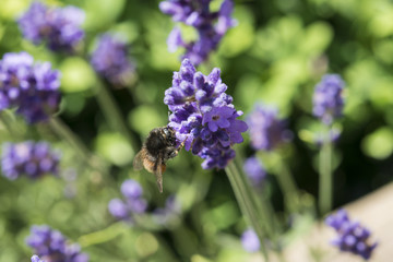 Nahaufnahme einer Biene auf blühendem Lavendel