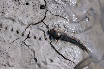 Mudskipper in wetlands.