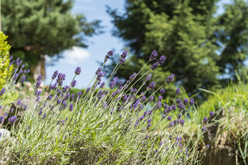 Nahaufnahme von blühendem Lavendel in einem Garten