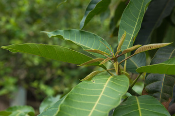 Fresh leaves of mango tree in the garden 