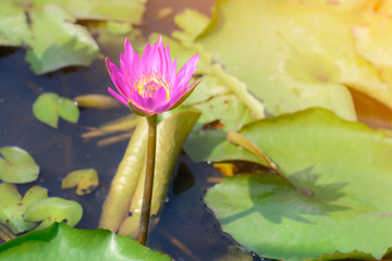 Pink lotus flower blooming in summer.