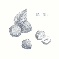 Forest nut. vector hand drawn graphic illustration of hazelnut