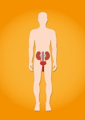 The human excretory system on the man silhouette