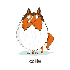 Collie. Dog character isolated on white