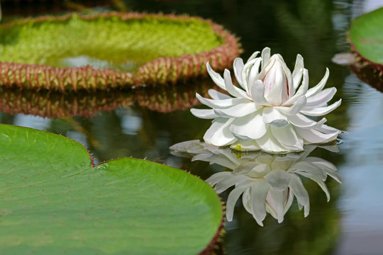 Fototapeta Huge white flower of Giant Waterlily (Victoria amazonica) blossoming in pond, Adelaide, South Australia