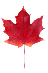 Red maple leaf - 115721944