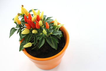 chili pepper, flowerpot, white background