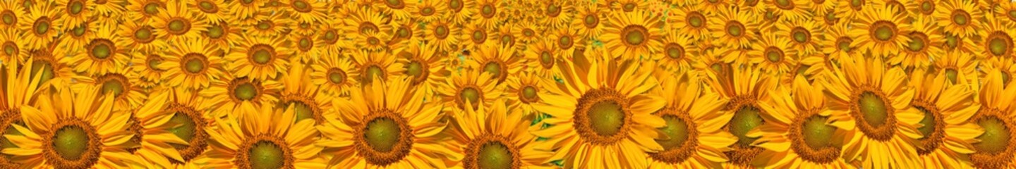 Fototapeta na wymiar panorama of the big sunflowers