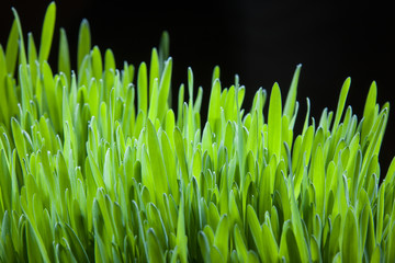 Fototapeta na wymiar bright green grass