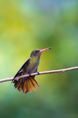Picaflor bronceado (Hylocharis chrysura)