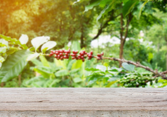 fresh coffee beans in coffee plants tree