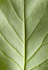 A close up of the back of a leaf