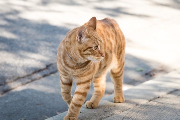 Obraz premium cat