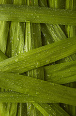 Fototapeta premium A full page close up of reed leaves with dew drops