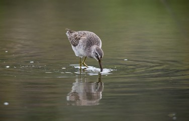 Dowitcher