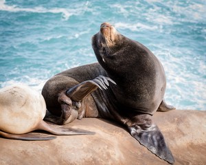 Fototapeta premium Sea-Lion