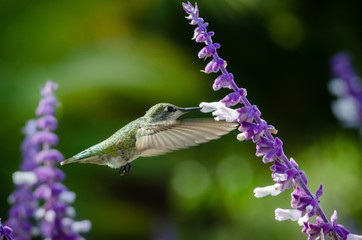 Hummingbird