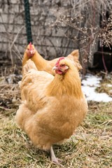 Hen