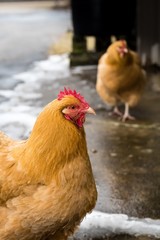 Hen