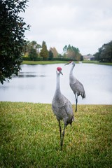 Sandhill-Crane