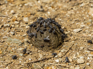 Flies on a horse manure