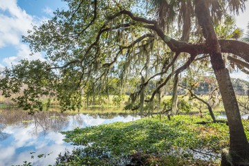 Spanish-Moss