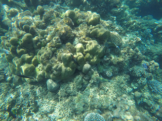 underwater coral reefs with fish in the sea