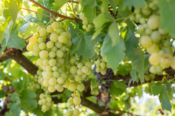 Fresh grape