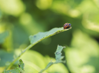Potato Bug Caterpillar