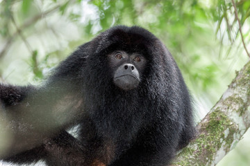 macho de mono aullador negro (Alouatta caraya )