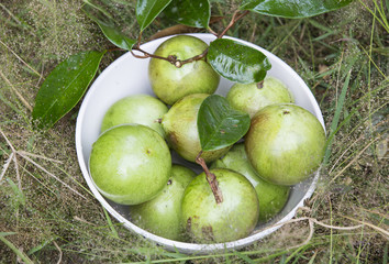 star apple ripe fruit in a bowl on the grass
