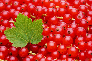 Johannisbeeren