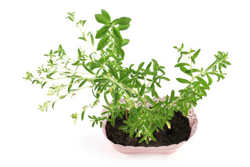 Fototapeta premium Stevia rebaudiana, herb, blossom, white background