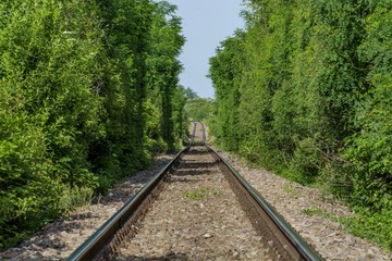 Long  railway crossing the forest